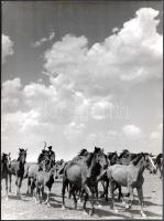 cca 1930-1940 Szendrő István (1908-2000): Ménesterelés, hátoldalon pecséttel jelzett fotó, szélén és sarkán törésnyomok, 23×17 cm