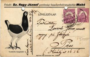 1929 Strasser gazdasági fajgalamb, Tyúktarka húsgalamb - Sz. Nagy József gazdasági fajgalambok tenyé...