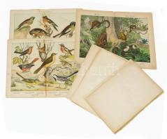 cca 1900 Állatokat ábrázoló színes illusztrációk, 8 db, változó állapotban, sérülésekkel, lapméret: 32,5x42 cm körül