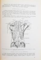 Nemessuri Mihály: Sportanatómia. Bp., 1960. Sport. DEDIKÁLT! A dedikáció címzettjének névbejegyzései...