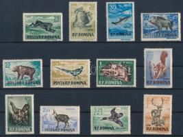 Forest animals, Erdei állatok