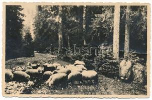 Erdélyi-középhegység, Muntii Apuseni; Vedere / látkép, juhász a juhokkal / shepherd with sheep (fa)