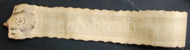 Teljes kígyóbőr, a kígyó fejével / Full snake-leather 140 cm