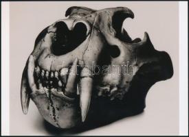 cca 1979 Irving Penn (1917-2009) amerikai fotográfus felvétele (Oroszlán), 1 db modern nagyítás, jelzés nélkül, 15x21 cm