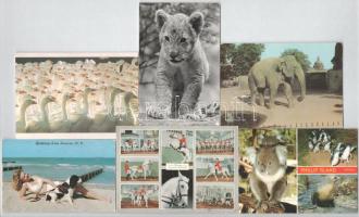41 db MODERN motívum képeslap: állatok / 41 MODERN motive postcards: animals