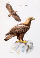 Vörös könyv. A Magyarországon kipusztult és veszélyeztetett növény és állatfajok. Szerk.: Rakonczay ...