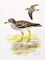 Vörös könyv. A Magyarországon kipusztult és veszélyeztetett növény és állatfajok. Szerk.: Rakonczay ...