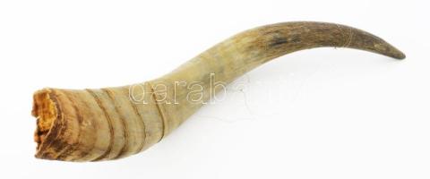 1936 Nagyméretű szaru, kopással, datálással, h: 58 cm