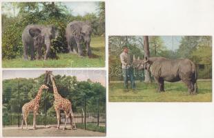 New York - 3 Zoological Park postcards: giraffes, East African elephants, Rhinoceros
