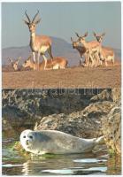 17 db MODERN motívum képeslap: állatok, közte sok macska, különböző méretben / 17 MODERN motive post...