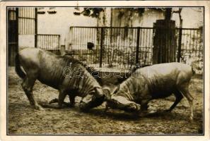 Budapest XIV. Állatkert, viaskodó csíkos-gnúk. Székesfővárosi állatkert kiadása (EK)
