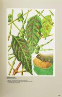 Bernhard Rothfos: Coffee production. Hamburg, 1985, Giordan-Max-Rieck Gmbh, 366 p. 2. kiadás. Angol ...