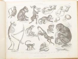 Bilder-Atlas. Ikonographische Encyklopädie der Wissenschaften und Künste. Ein Ergänzungswerk zu jede...