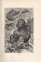 Platz Bonifác [Ferenc]: 
Az ember eredése, faji egysége és kora.
Budapest, 1905. Szent-István-Társ...