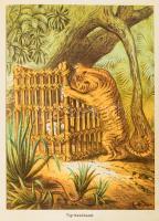 Donászy Ferenc: Őserdőkön, tengereken. Természeti képek és vadászkalandok mind az öt világrészből. T...