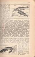 Balaton és környéke részletes kalauza. Szerkesztették: Dornyay Béla és Vigyázó János.
Budapest, 193...