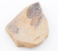 Meghatározandó ásvány vagy kő miocén kori lenyomatokkal, címkén szláv nyelven feliratozott, 9,5x8x2 cm