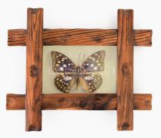 Sasakia charonda (Japán császár) pillangó preparátum, üvegezett, kitámasztható asztali keretben, belső méret: 7,5x11,5 cm