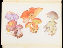 ca 1970 32 db gombafajtákat bemutató képes táblát tartalmazó kiadvány. A borítón folttal + Orosz nye...