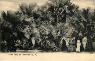 Palm Trees at Tewfekieh, White Nile. Editor M. Venieris photographer (Khartoum) (EK)