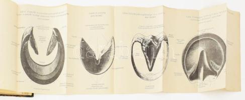 Ábratáblák az "Utasítás a m. kir. honvédség lovainak málhás állatainak patkolására" czímű ...