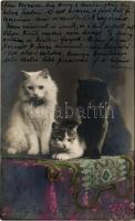 1913 Cats