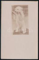 cca 1925 Pitiző kiskutya portréja, fotólap, 13×9 cm