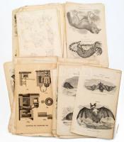Vegyes fametszetű illusztrációk, természettudomány, állatvilág, műszaki és egyéb témában, összesen kb. 100 db, változó méretben és állapotban