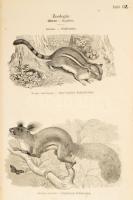 Vegyes fametszetű illusztrációk, természettudomány, állatvilág, műszaki és egyéb témában, összesen k...