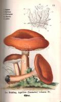 Cleff, Wilhelm: 
Taschenbuch der Pilze. Enthaltend eine genaue Beschreibung der wichtingsten essbar...