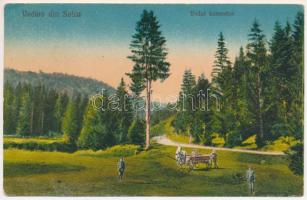 Solca, Szolka, Solka (Bukovina, Bucovina, Bukowina); Vedere, Vadul lemnelor. Jacob Faust / view (EK)