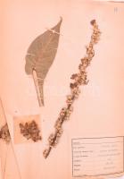 cca 1950 Herbárium kb 30 növénnyel