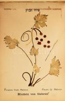 cca 1900 A Szentföld virágai 11 db szárított növényt és leírását tartalmazó fa borítású füzet. l a kötés sérült egyébként megkímélt