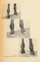 Halász Béla - Ócsag Imre: Csíkónevelés. Bp., 1955., Mezőgazdasági, 179+1 p. Kiadói papírkötés, folto...