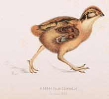 Hermann Ottó: Az északi madárhegyek tájáról. Bp., 1893., Kir. M. Természettudományi Társulat, VIII+5...