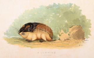 Hermann Ottó: Az északi madárhegyek tájáról. Bp., 1893., Kir. M. Természettudományi Társulat, VIII+5...