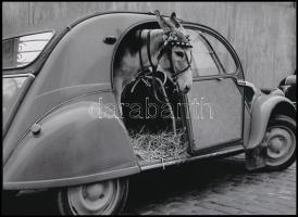 cca 1960 "Csacsi aki gyalog jár", 1 db modern nagyítás, jelzés nélkül, 15x21 cm