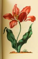 Merian, Maria Sibylla: "Neues Néumenbuch." I-II. Bände. I. Band: Neues Blumenbuch. Allen K...
