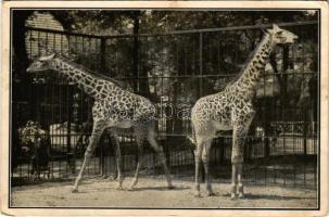 Budapest XIV. Állatkert, zsiráfok (fa)