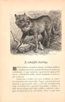 Hankó Vilmos:
Székelyföld. A képeket rajzolták: Goró Lajos, Huszka József és Tull Ödön. 115 eredeti...