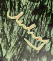 Mihály Béla: Retro szárazvirág váza. Jelzett, hibátlan, 19x18 cm