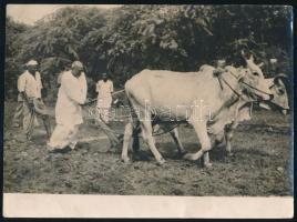 Mahatma Gandhi (1869-1948) ökröket hajt, fotó, felületén törésnyomok, 17,5×23,5 cm