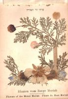 Blumen des Heiligen Lande. Flowers of the Holy Land. Fleurs de la Terre Sainte. (Szentföldi eredeti ...