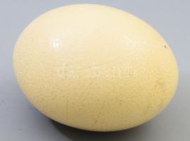 Strucc tojás m: 16,5 cm