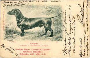Országos Magyar Ebtenyésztő Egyesület Nemzetközi Ebkiállítása Budapesten, 1900. május 19-21. / Schlupfer. Dachshund v. Huss-Soliman a. Longine / Dachshund dog s: H. Sperling (r)