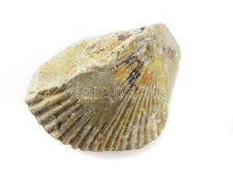 Csiga fosszília, h: 6 cm