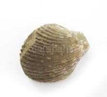 Csiga fosszília, h: 6 cm