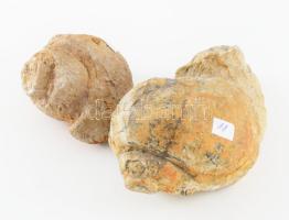 2 darab fosszília, h: 12 cm