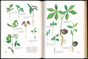 Csapody István - Csapody Vera - Rott Ferenc: Erdei fák és cserjék. Bp., 1966, Országos Erdészeti Fői...