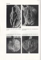 Takács Imre: 
A magyarországi káptalanok és konventek középkori pecsétjei. Művészettörténeti tanulm...